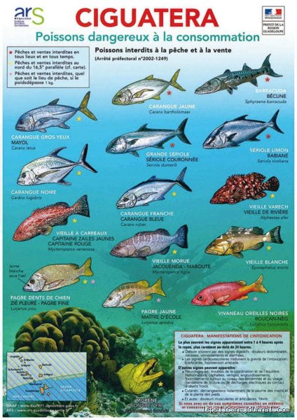 Quels poissons ne faut-il pas consommer fréquemment ?