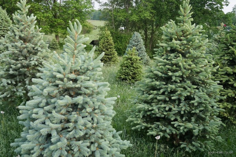 Welche Bäume als Weihnachtsbäume?