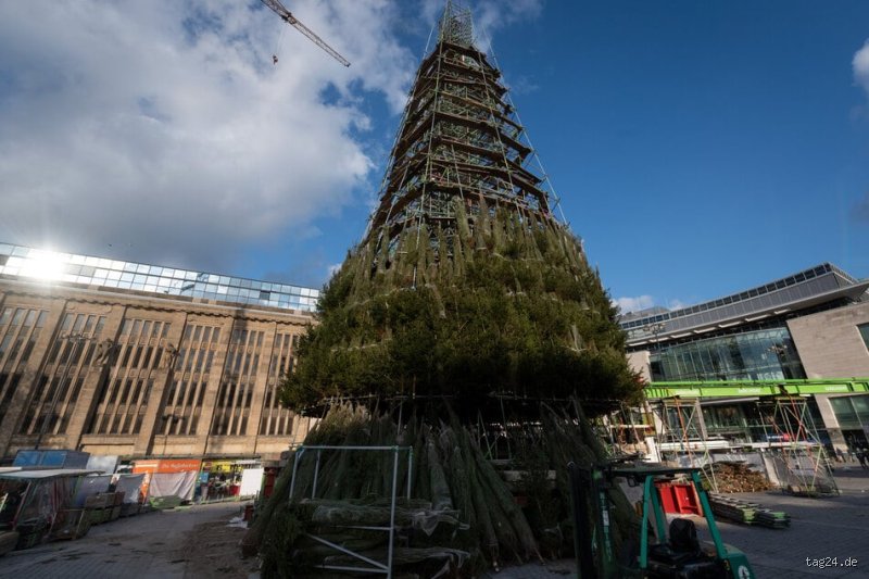 Wie alt ist ein 2 Meter hoher Weihnachtsbaum?