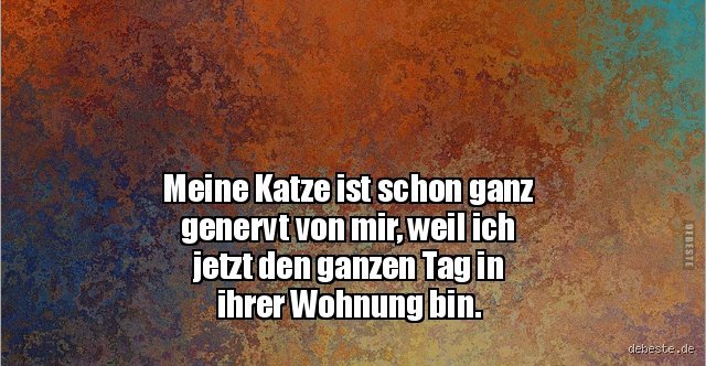 Ist meine Katze genervt von mir?