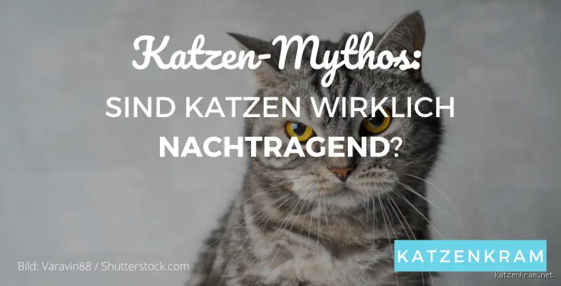 Sind Katzen lange nachtragend?