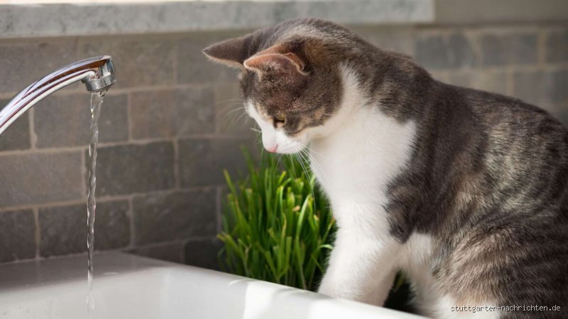 Warum meine Katze Leitungswasser verweigert: Die wahren Gründe hinter der Trinkverweigerung
