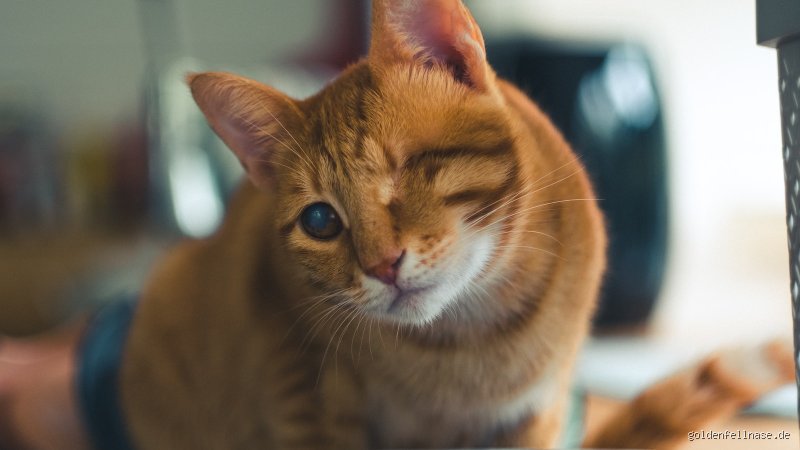 Was mögen die Katzen am meisten?