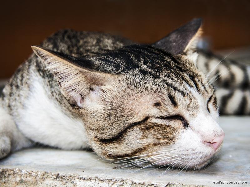 Was versteht Katze wirklich? Die verborgene Welt der Katzensprache entschlüsselt