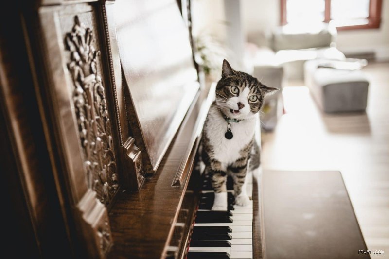 Welche Musik mögen Tiere? Wissenschaftliche Fakten über die auditive Wahrnehmung