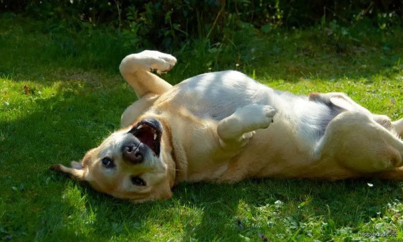 Wie merke ich ob mein Hund sich wohl fühlt?