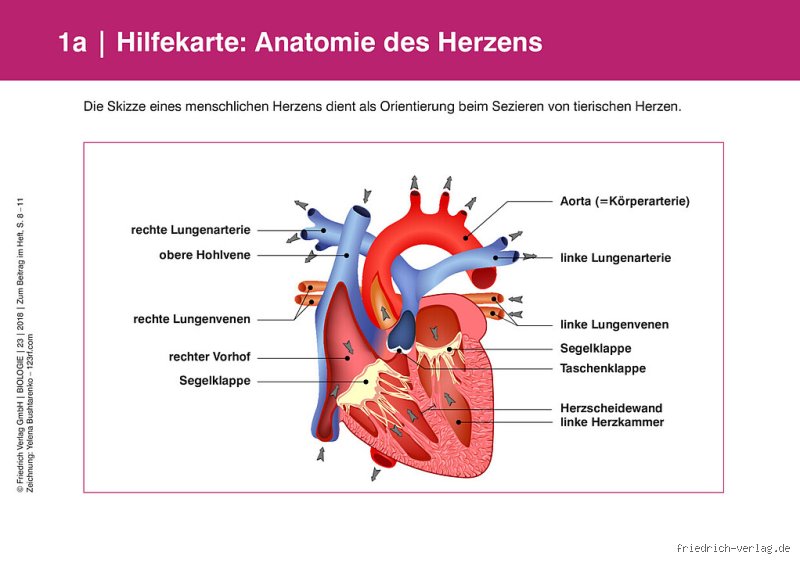 Wie viele Herzen hat ein Huhn?
