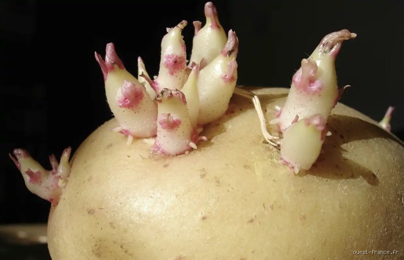Combien de temps peut-on consommer les pommes de terre après leur germination sans risquer l’intoxication ?