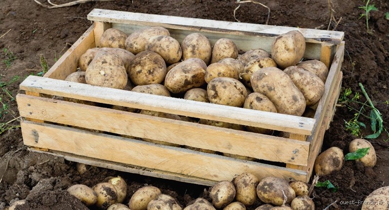 Comment conserver les patates après récolte pour garder vos tubercules fermes et savoureux pendant de longs mois