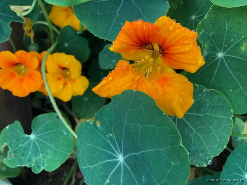 Comment consommer de la capucine : un guide naturel pour bien en profiter