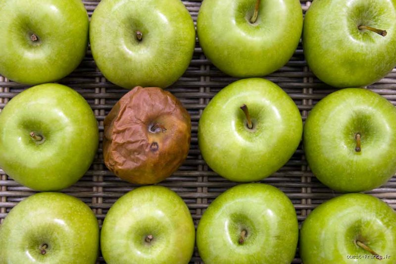 Comment empêcher les pommes de pourrir : le guide ultime pour stopper le gaspillage et garder vos fruits croquants des mois durant