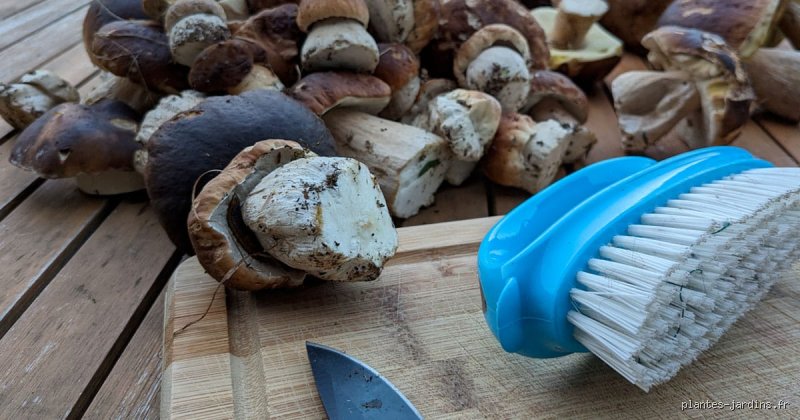 Comment nettoyer des champignons fraîchement cueillis ?