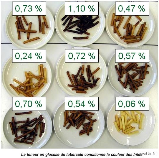 Comment réduire la teneur en glucides des pommes de terre : les méthodes scientifiques pour transformer vos féculents