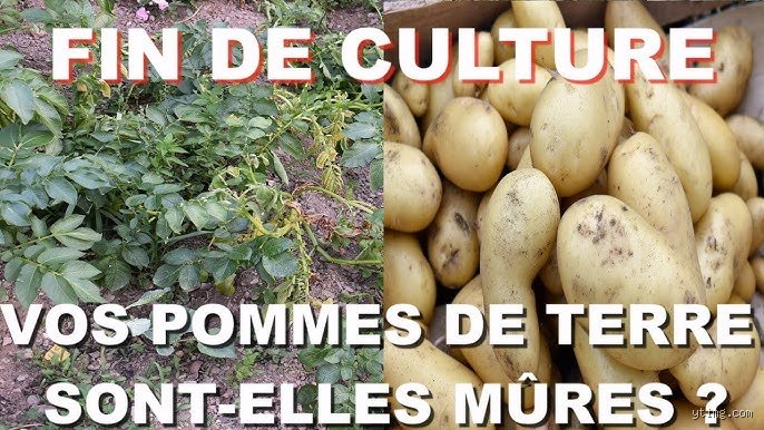 Comment savoir si la pomme de terre est mûre : le guide complet pour ne plus jamais rater votre récolte au potager