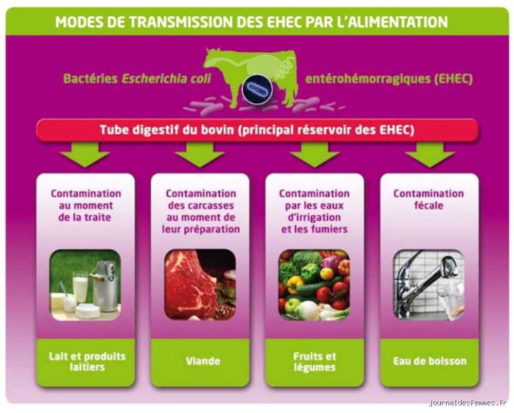 Comment se débarrasser définitivement de Escherichia coli : le guide complet pour éradiquer cette bactérie tenace de votre environnement