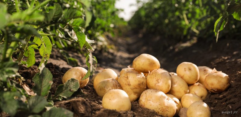 Est-ce que la pomme de terre est mauvaise pour le cholestérol ? Vérités et contre-vérités sur ce tubercule tant décrié