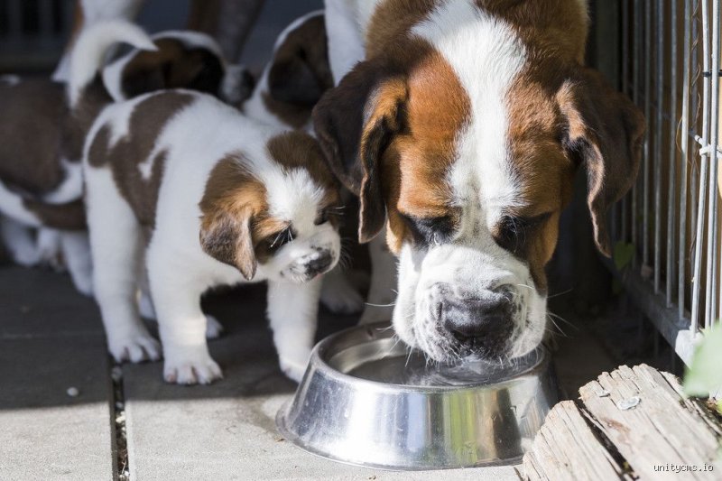Est-ce que les Suisses mangent du chien ?