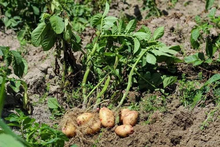 Faut-il impérativement déterrer les pommes de terre avant les premières gelées pour sauver sa récolte ?