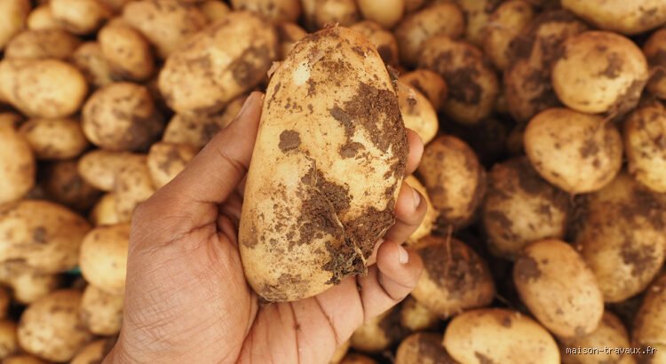 Faut-il laver les pommes de terre après la récolte : le guide ultime pour éviter le désastre du stockage