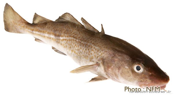 Le cabillaud est-il un poisson sûr ? Entre bénéfices nutritionnels, mercure et gestion des stocks, la vérité sur votre filet