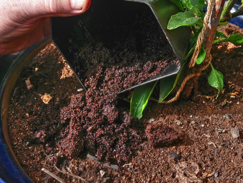 Le marc de café apporte-t-il de l'azote au sol ? Vérités agronomiques et mythes de jardinier