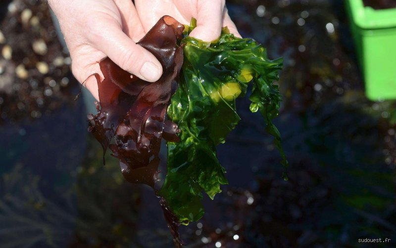 Le surdosage de nourriture provoque-t-il la prolifération d'algues brunes dans votre aquarium et comment inverser la tendance ?