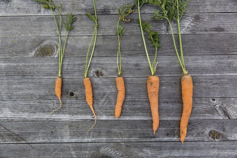 Les carottes font-elles rapidement monter la glycémie ? Vérités scientifiques et nuances pour les diabétiques