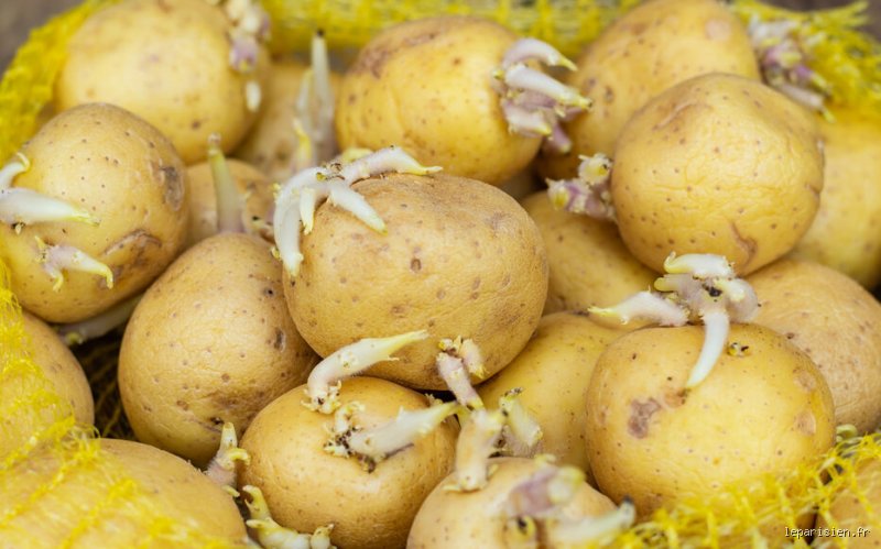 Les pommes de terre achetées en magasin sont-elles traitées pour empêcher la germination : la vérité sur les anti-germinatifs