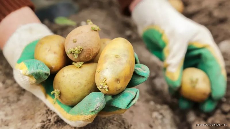 Les pommes de terre deviennent-elles toxiques au réfrigérateur ? Le vrai du faux sur ce danger caché de nos cuisines