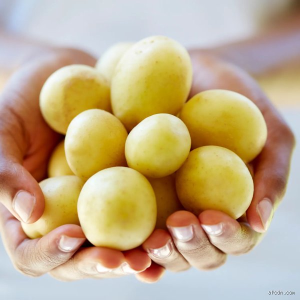 Les pommes de terre peuvent-elles se conserver plusieurs mois si elles sont stockées correctement ou finissent-elles fatalement par germer ?