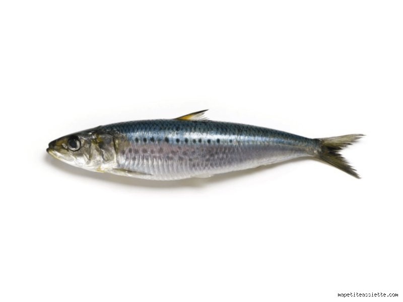 Les sardines sont-elles bonnes pour les bébés ? Le guide sans détour sur ce super-aliment marin méconnu