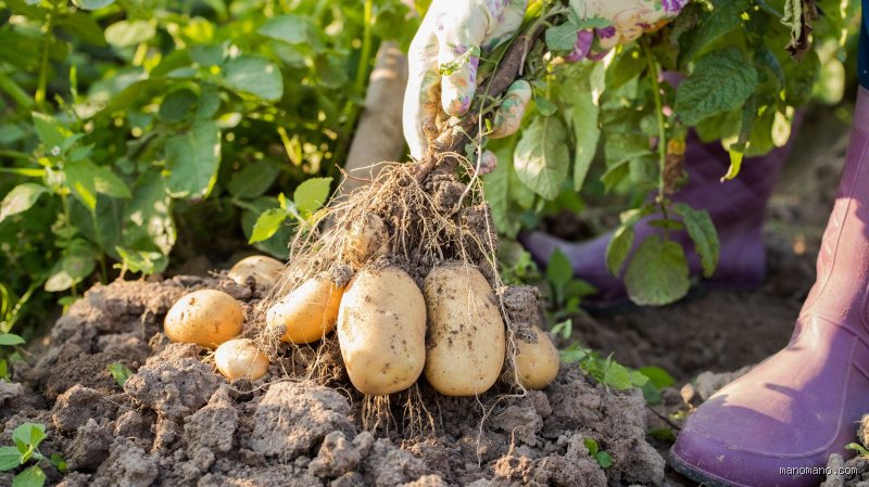 Où peut-on mettre les pommes de terre ?