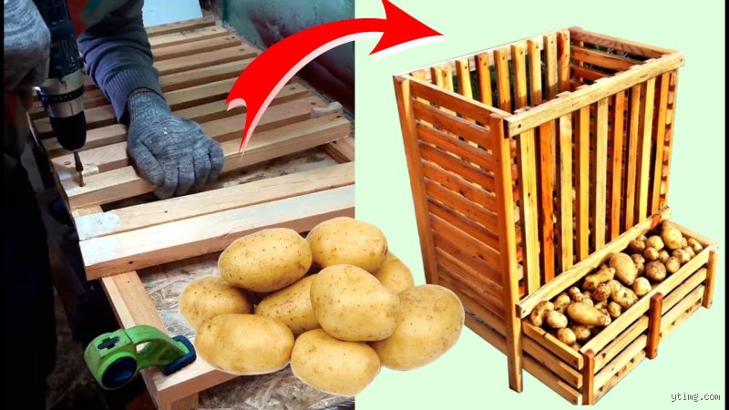 Où stocker les pommes de terre dans une maison pour éviter qu'elles ne germent ?