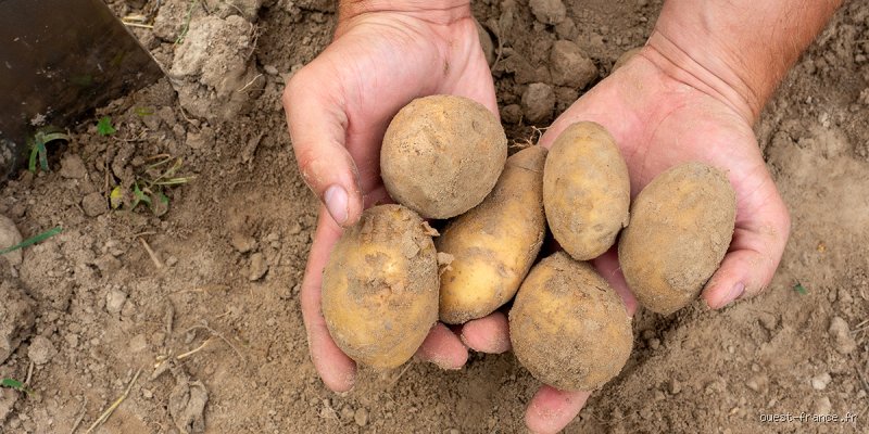 Peut-on conserver des pommes de terre dans un garage non chauffé ?
