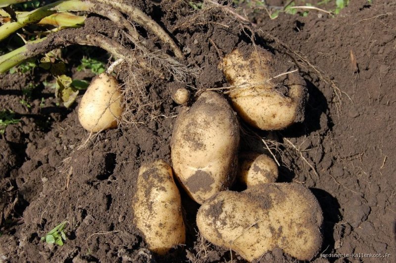 Peut-on consommer des pommes de terre directement après la récolte ? Le guide pour ne plus gâcher vos tubercules