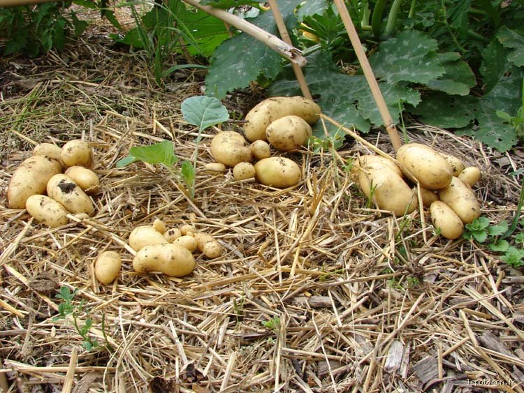 Pourquoi laisser sécher les pommes de terre ? Le secret d'une conservation réussie et d'une cuisine sublimée enfin révélé