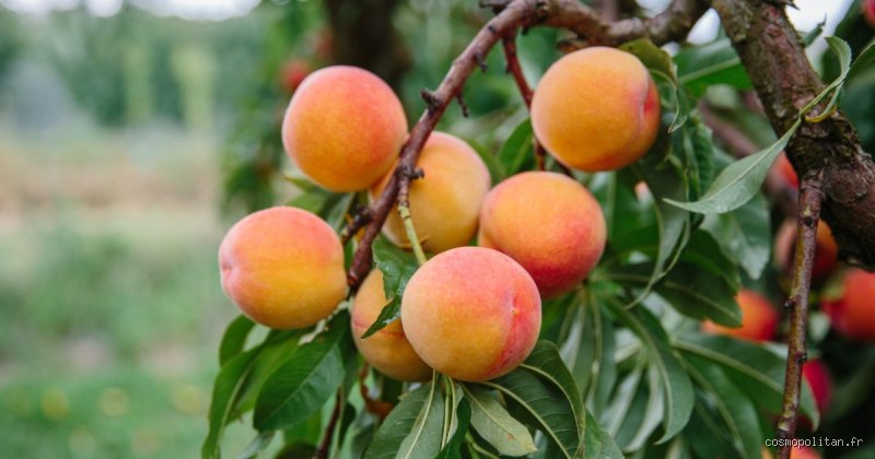 Pourquoi ne pas manger la peau de la pêche ? Enquête sur les risques cachés sous le velours du fruit d'été