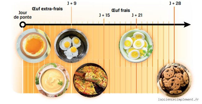 Quand consommer un œuf ? Le guide expert pour optimiser votre nutrition