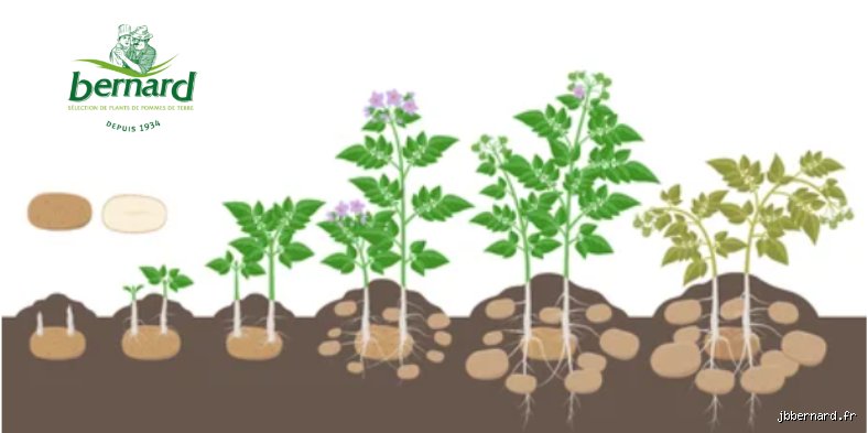 Que faire des pommes de terre récoltées ? Le guide complet pour maîtriser le stockage, le tri et la conservation longue durée
