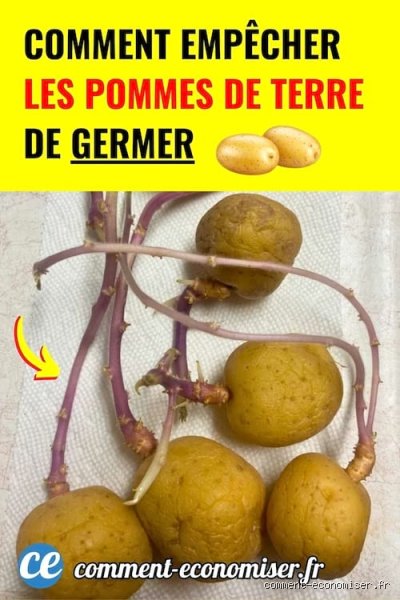 Que met-on sur les pommes de terre pour les empêcher de pourrir et garantir une conservation longue durée ?