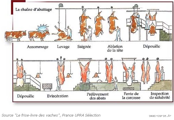 Quel abattage est le moins douloureux ?