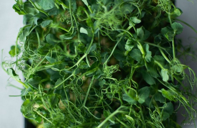 Quel est l’aliment le plus sain pour la santé ? Enquête au cœur d'une quête nutritionnelle obsessionnelle