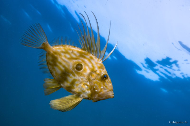 Saint-Pierre ou Dorée ? Le mystère du poisson aux cent noms