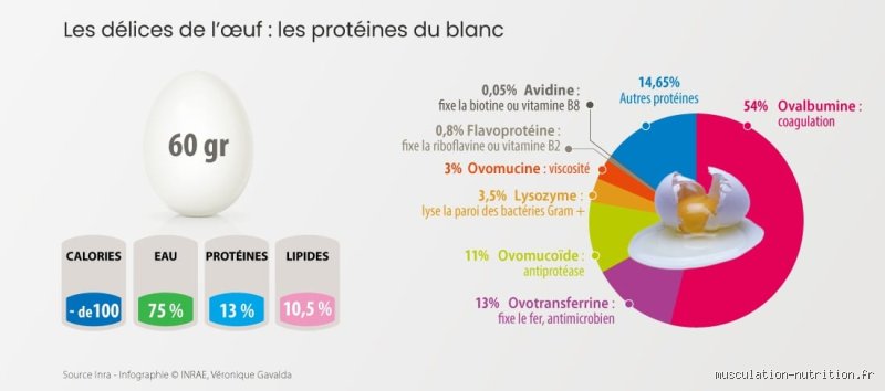 Quel est l'indice glycémique des œufs durs et pourquoi ce chiffre frôle le néant absolu ?