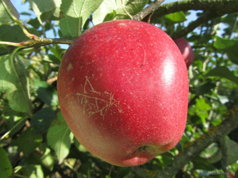 Quel est le fruit de la paix ?