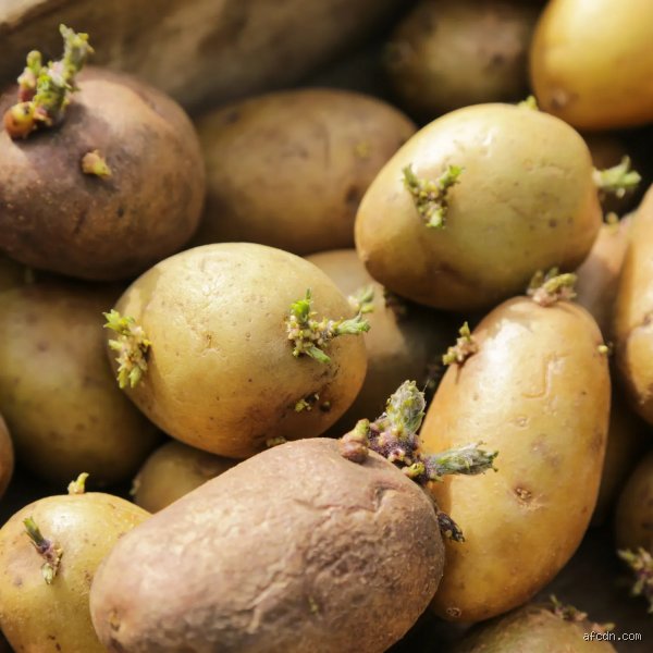 Quel est le fruit qui empêche les pommes de terre de germer : le secret étonnant de la pomme pour vos réserves