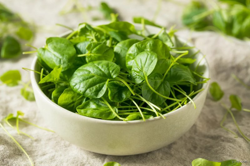 Quel est le légume le plus sain du monde ? Enquête sans filtre au cœur de la densité nutritionnelle