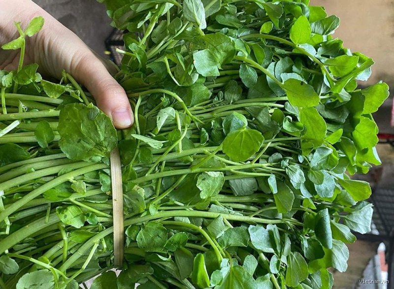 Quel est le légume numéro 1 au monde ? La vérité derrière les chiffres de production et de consommation globale
