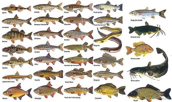 Quel est le meilleur poisson d'eau douce à manger ? Le guide complet pour choisir entre finesse gastronomique et santé