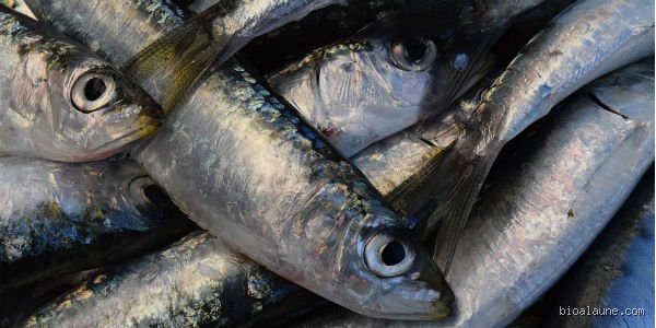 Quel est le meilleur poisson pour lutter contre l'anxiété ? Le guide scientifique pour apaiser votre esprit par l'assiette